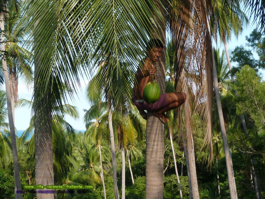 english photo 22, rental of Villa Paris, 6 people on the edge of coconut grove in Chaweng, koh samui.html